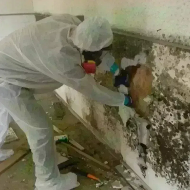 Mold Remediation and Removal in Boyd County, KY